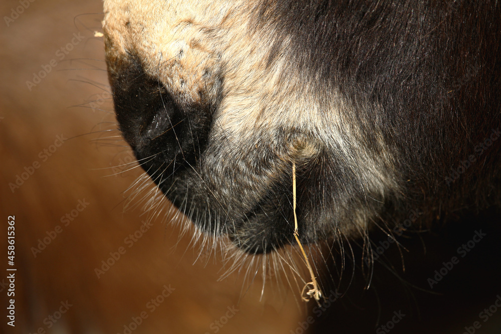 Donkey mouth close up