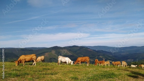 Obraz na plátně Manada de vacas en la montaña de Lugo, Galicia