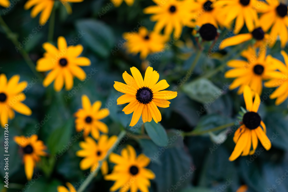Flower of black-eyed-susan or coneflower. The bright yellow flowers of Rudbeckia fulgida in the garden