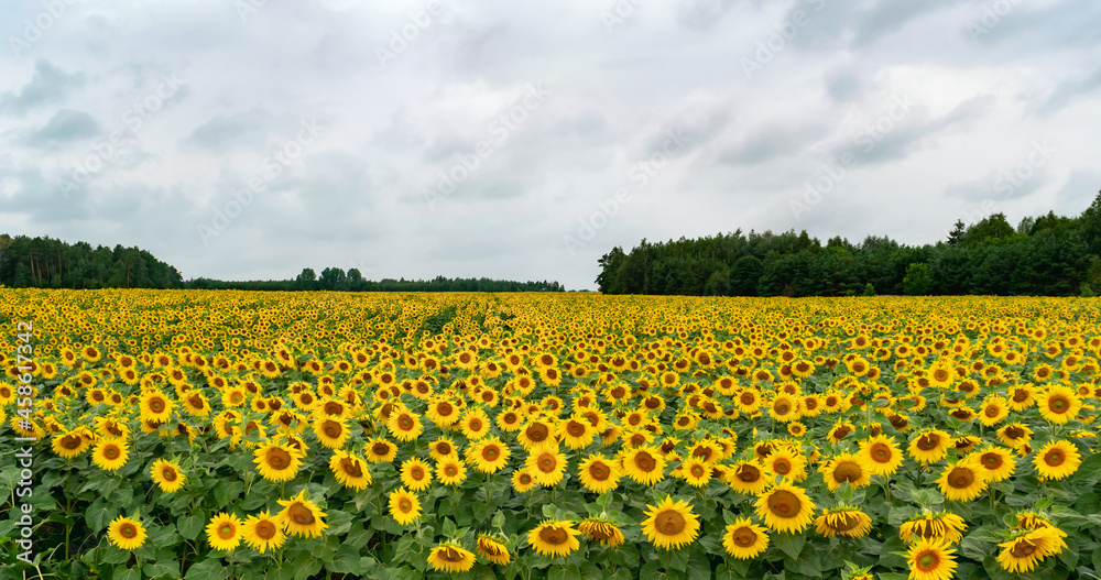 Yellow field of sunflower flowers. Colorful landscape. Wallpaper, postcard, natural background.