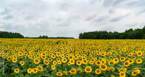 Yellow field of sunflower flowers. Colorful landscape. Wallpaper, postcard, natural background.