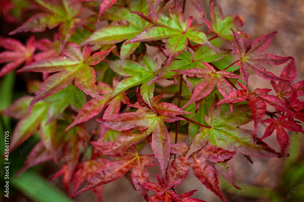 Acer Palmatum 'Beni Maiko'.Incredible foliage of this Japanese Maple.