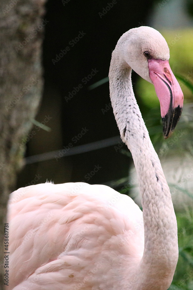 Fototapeta premium close up of a pink flamingo