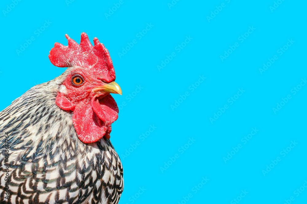 Gorgeous rooster head close up. Motley cock isolated on blue background. Portrait of young, beautiful rooster with bright red crest and yellow beak. Banner with copy space.