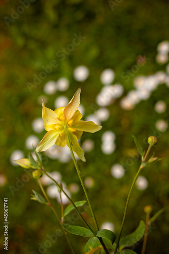 Aquilegia chrysantha 'Yellow Queen'.Beautiful yellow cultivar of Grannys bonnet.A cottage garden favourite