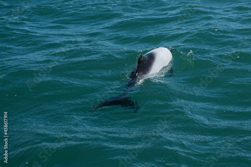 Commerson dolphin swimming  Patagonia   Argentina.