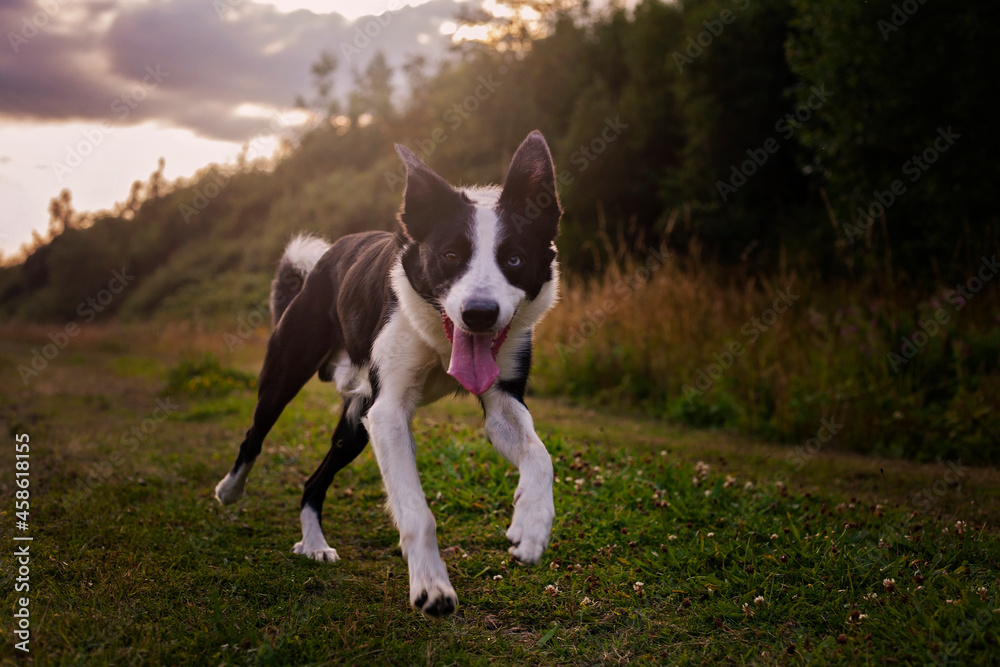 Border Collie running fast towards camera in the countryside.