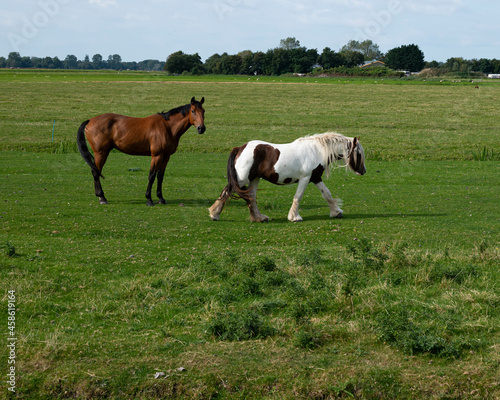 Two horses on agriculture farmland landscape in Petten (The Netherlands) 