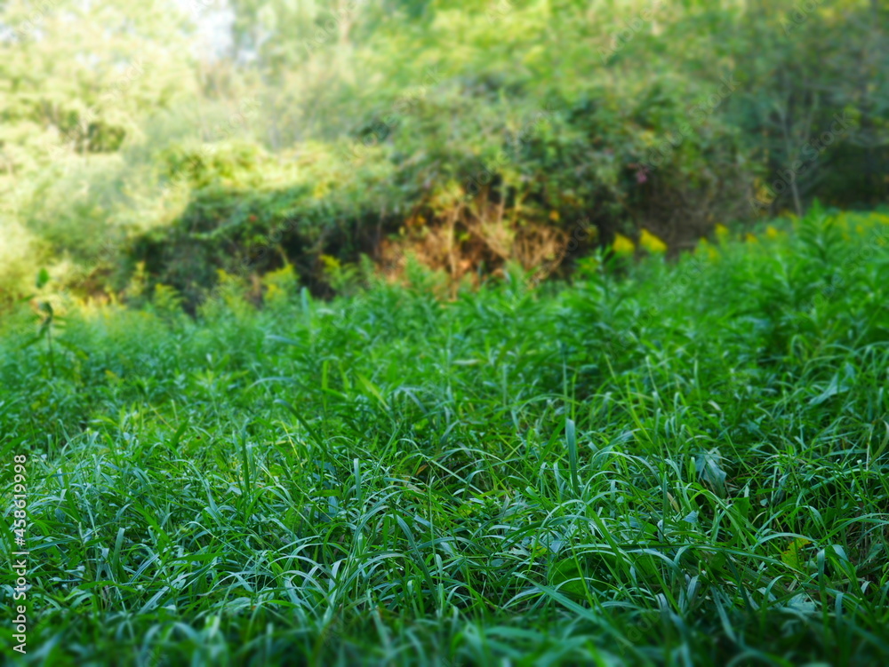 Tall Grass in the Woods 