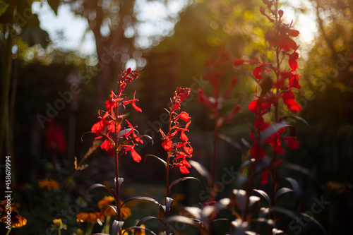 Lobelia cardinalis 'Queen Victoria' 