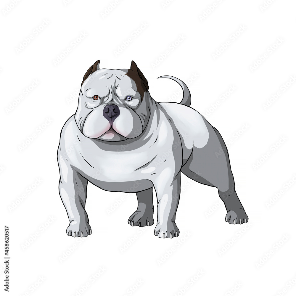 pitbull american bully dog draw