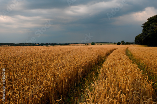 A big field of wheat and sky at sunset  usual rural England landscape in Yorkshire