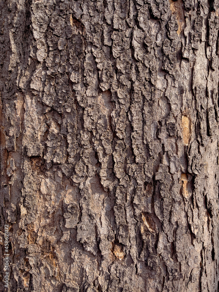 Embossed texture of the bark of tree. Pattern of natural tree bark background. Embossed texture of the bark of tree. Pattern of natural tree bark background.