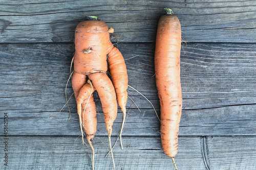 Ugly forked deformed carrot vs regular straight one on wooden background photo