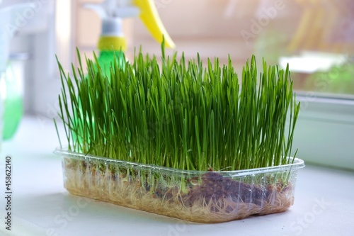 Tableau sur toile Box of growing wheatgrass on the windowsill, microgreens of wheat
