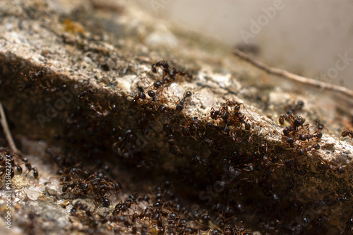 Colony of Ants