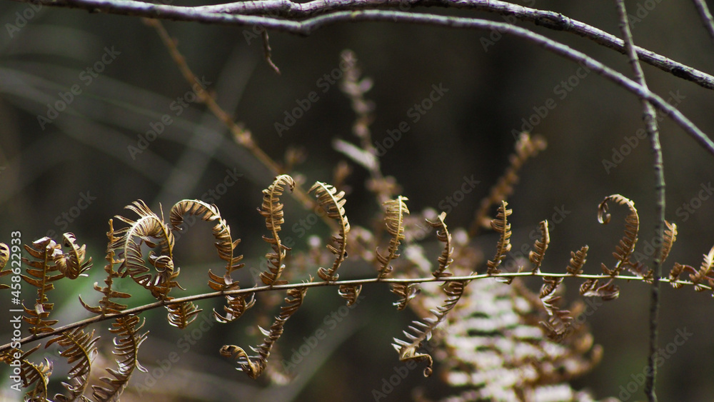 Fototapeta premium Macro de fougères dans un environnement forestier aux couleurs flétries et mornes