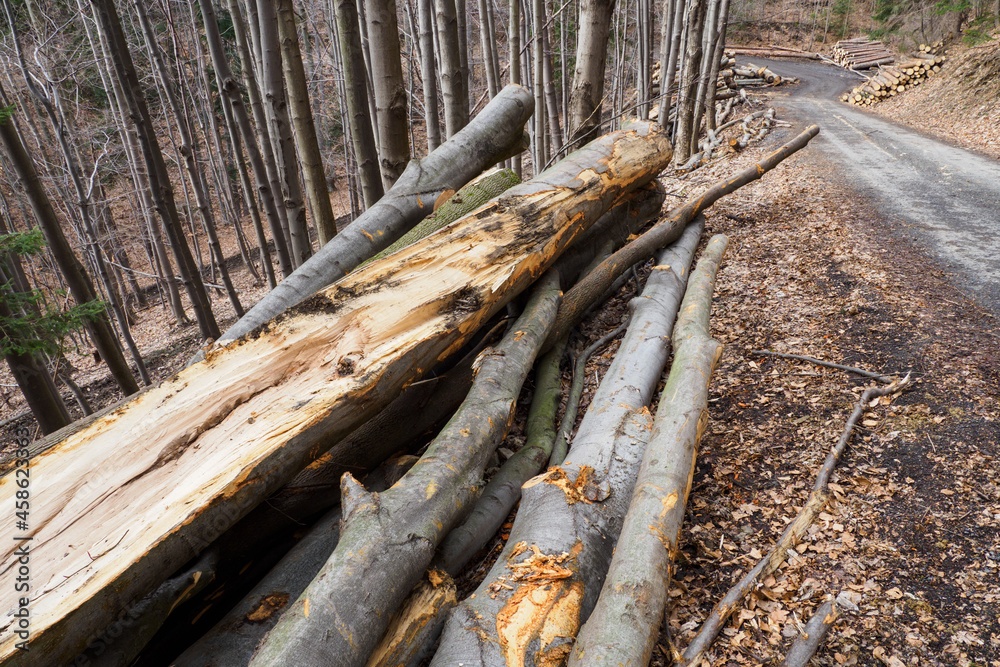 Stacked beech trunks in the forest by the road.