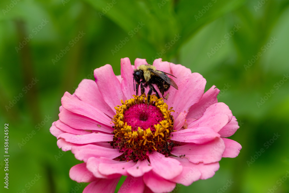 Obraz premium Bee On Pink Flower