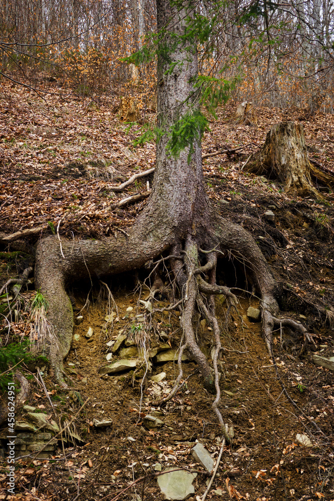 Fototapeta premium Exposed tree roots in a forest with a slight landslide.