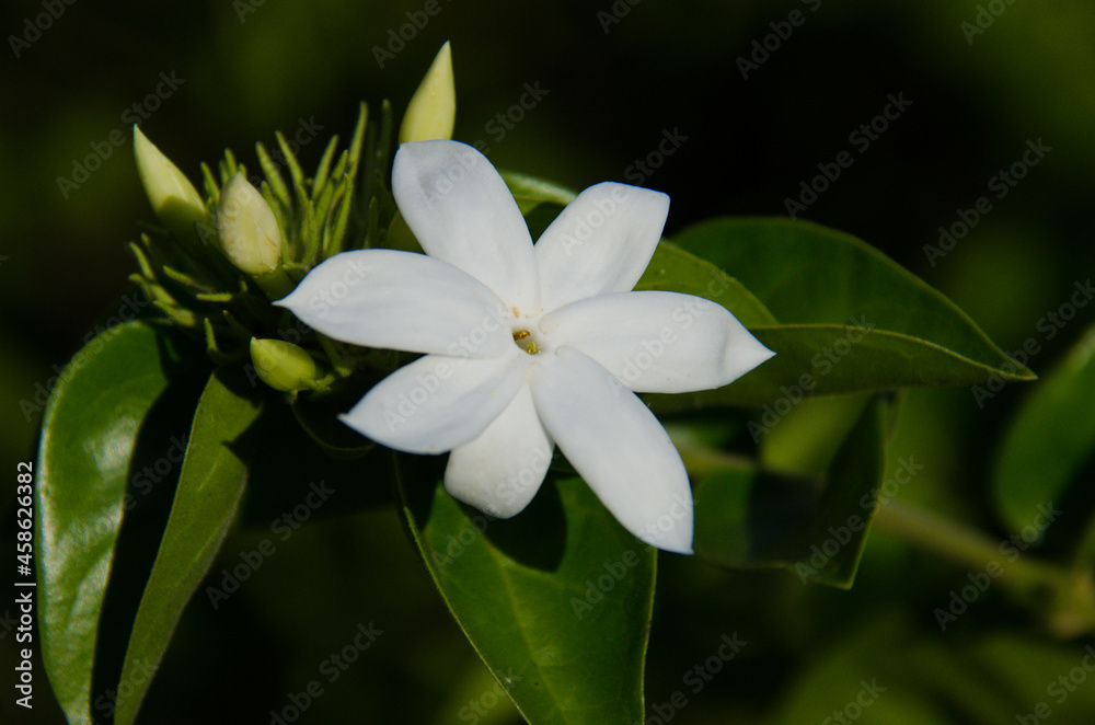 Fototapeta premium white flower