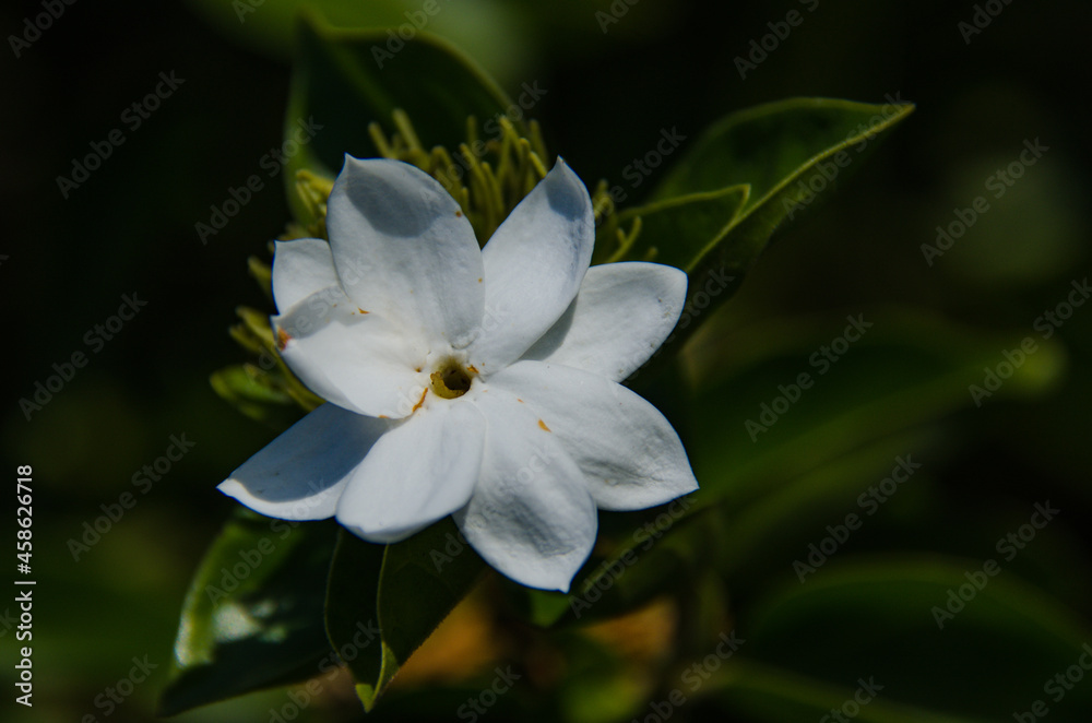 white flower white flower