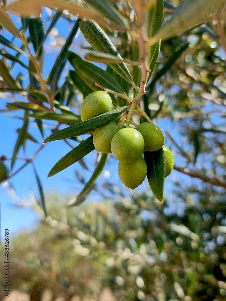 Aceituna en árbol de olivo