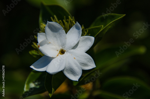 white flower