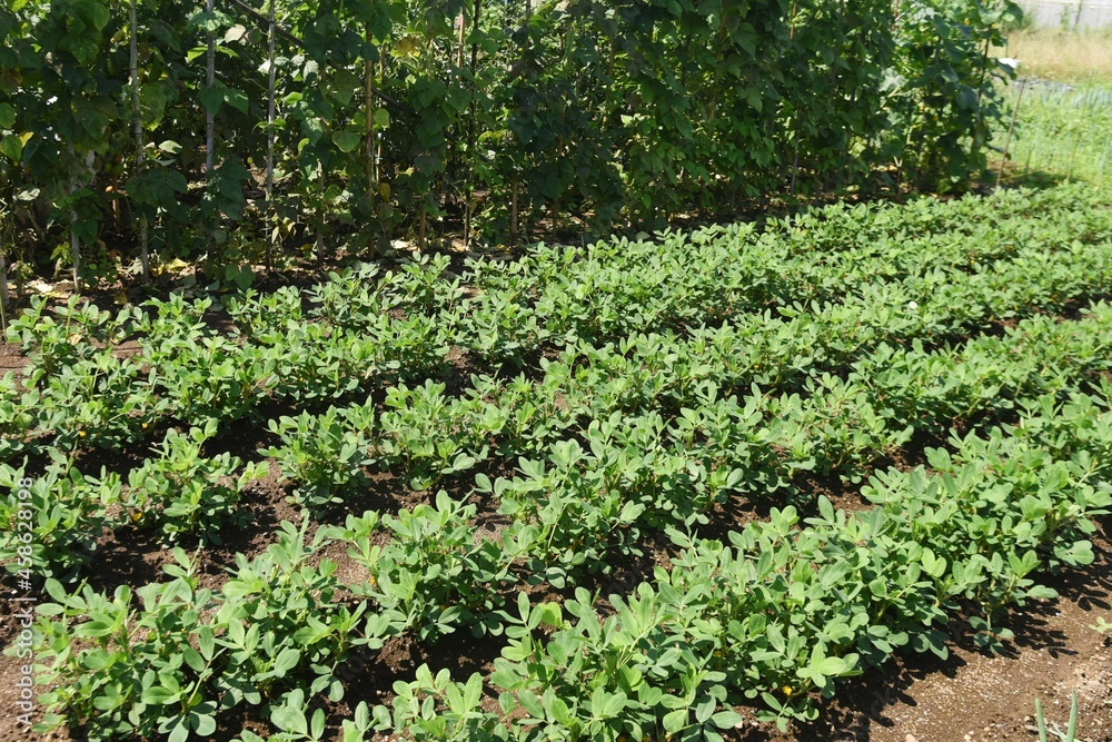 Peanut cultivation. Peanuts can be planted around May or June and harvested around October. Peanut cultivation. Peanuts can be planted around May or June and harvested around October.