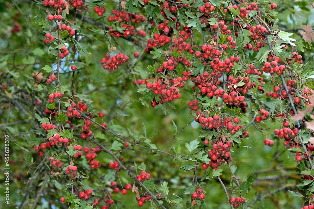 Frutos rojos del majuelo, Crataegus monogyna, madurando en sus ramas