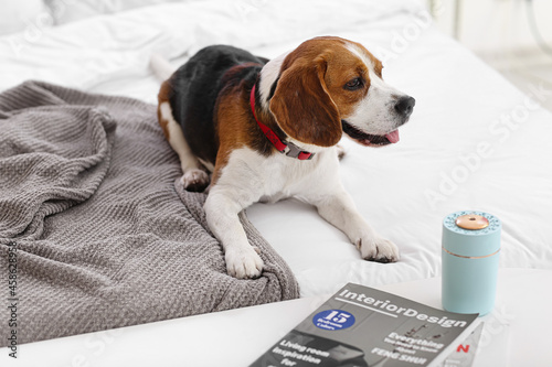 Cute dog in bedroom with mo...