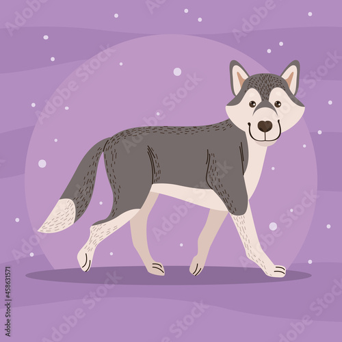 siberian husky walking