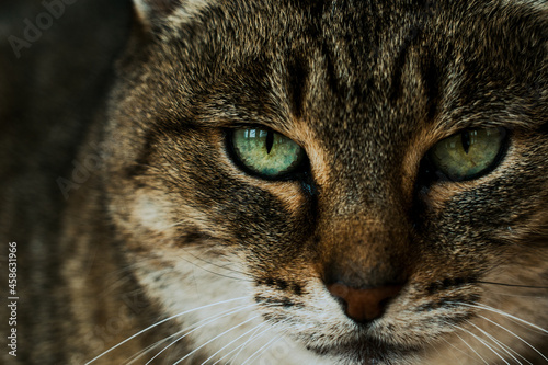 portrait of a cat