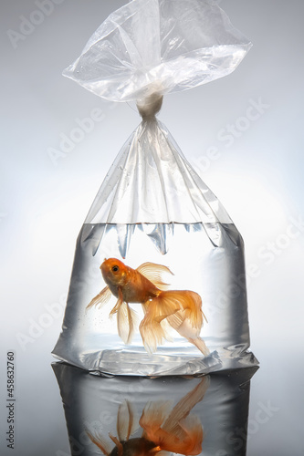 Fototapeta Naklejka Na Ścianę i Meble -  Beautiful gold fish in plastic bag on light background