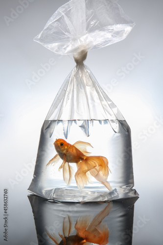 Beautiful gold fish in plas...