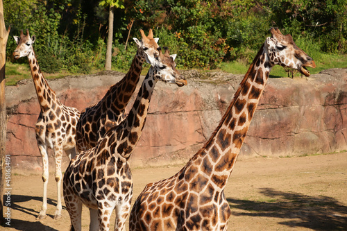 Photography Group of beautiful giraffes in a natural park