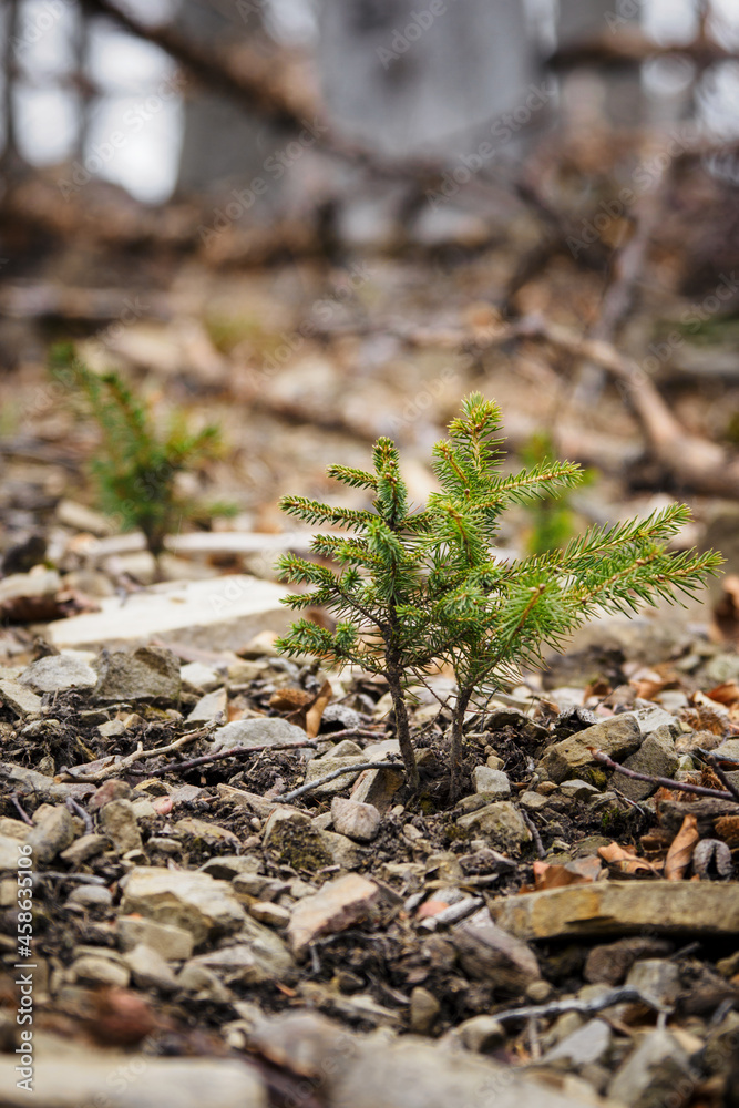 Young spruce sapling growing between stones. Young spruce sapling growing between stones.