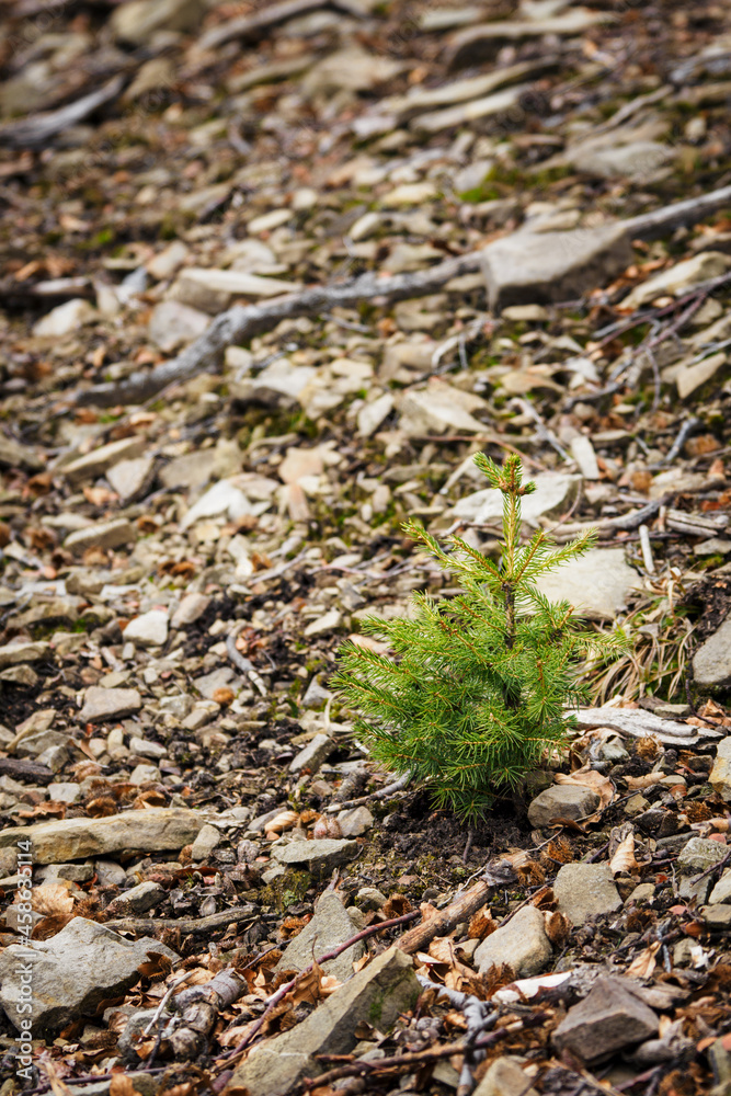Young spruce sapling growing between stones. Young spruce sapling growing between stones.