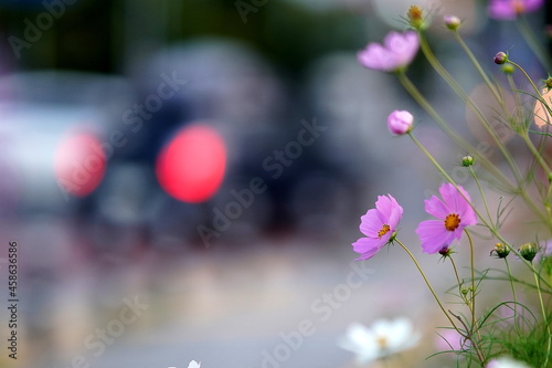 flowers in spring