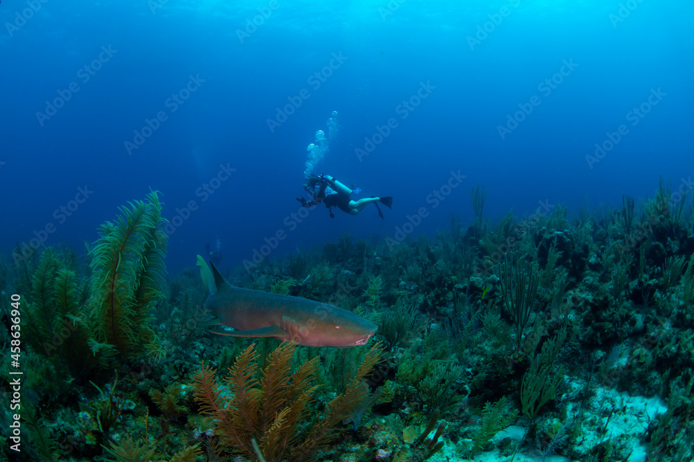 Fototapeta premium diver with shark