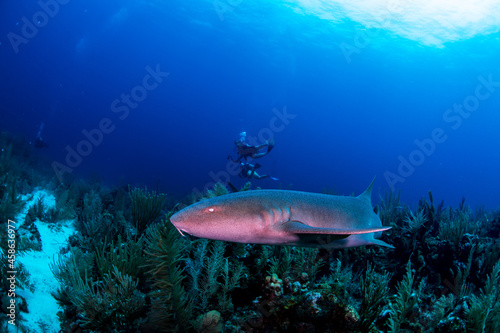 A nurse shark with a diver 