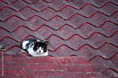gato en el tejado photo