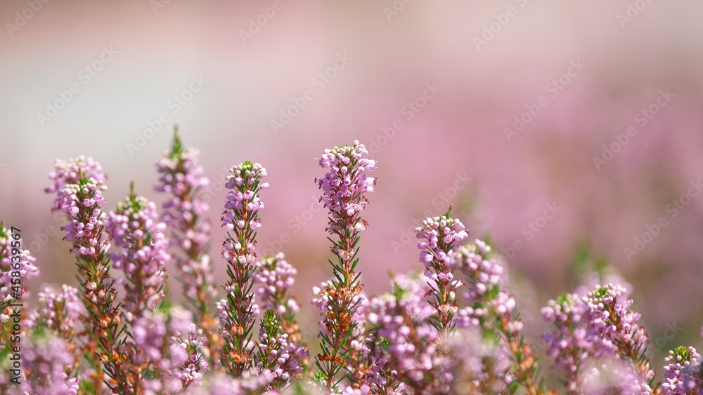 Fototapeta premium 香り漂うエリカの花園