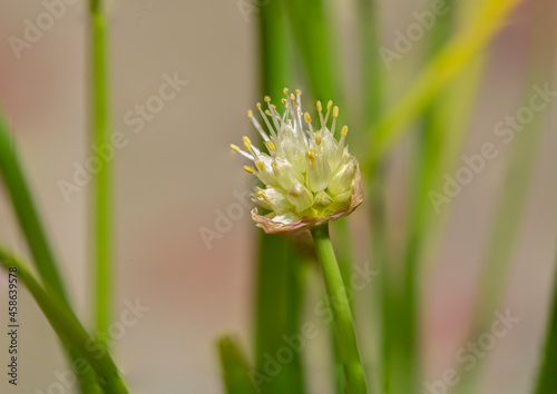 Allium is a genus of monocotyledonous flowering plants that includes hundreds of species  including the cultivated onion  garlic  scallion  shallot  leek  and chives.