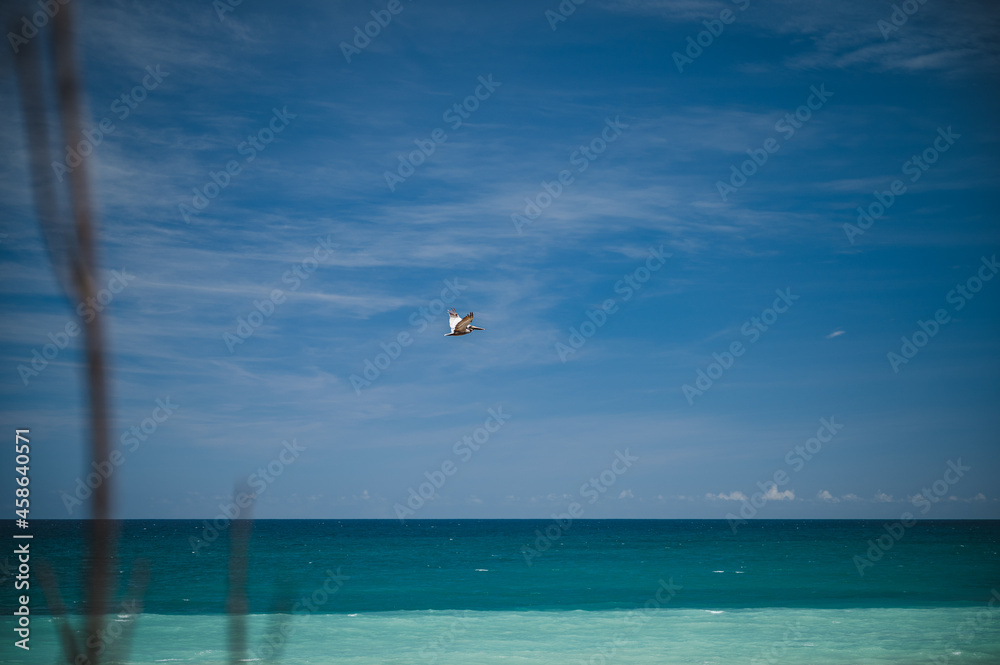 Bird over the sea - Aguadilla, Puerto Rico Bird over the sea - Aguadilla, Puerto Rico