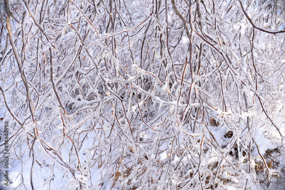 Winter natural background with frozen branches of birch trees covered with ice. Russia, winter forest