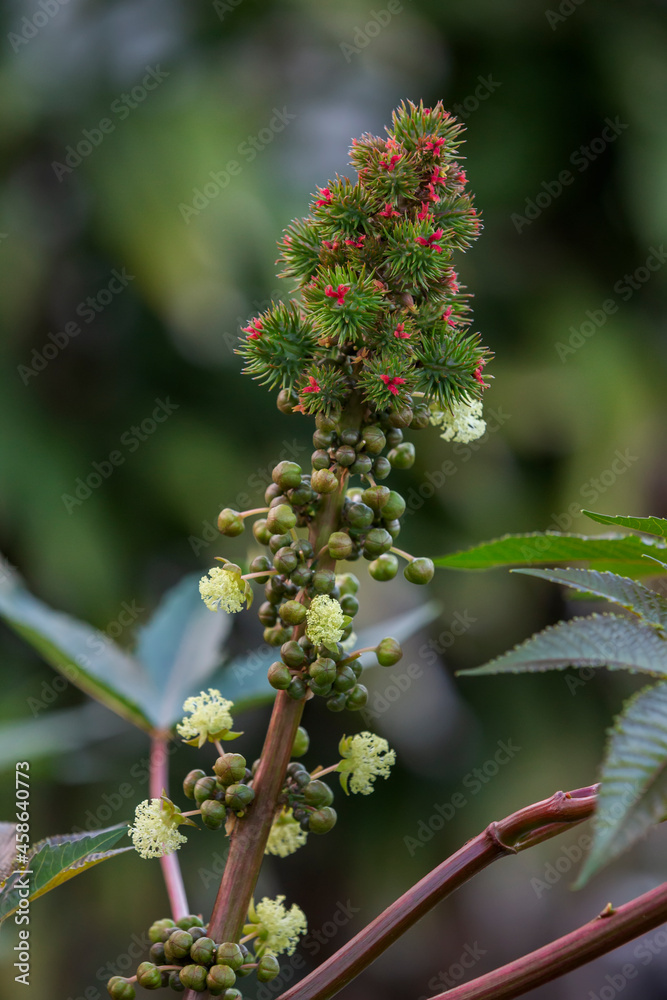 Castor oil plant (Ricinus communis),  fruits, highly toxic.
