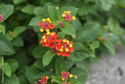 Lantana flowers. Verbenaceae evergreen plants. The flowering time is from May to October.