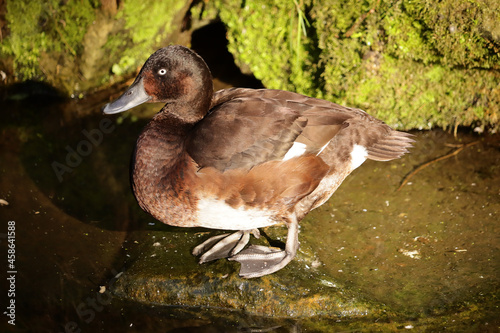 Small baer's pochard duck in a pond photo