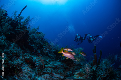 Fototapeta Naklejka Na Ścianę i Meble -  Divers swimming by school master fish 